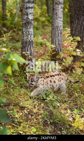 Cougar Kitten (Puma concolor) Walks Past Trees Autumn - captive animal Stock Photo
