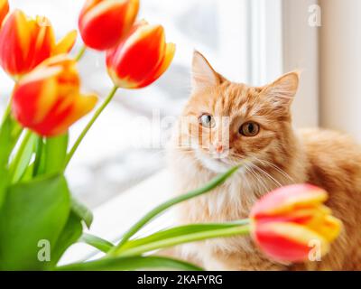 Cute ginger cat with bouquet of red tulips. Fluffy pet with colorful flowers. Cozy spring morning at home. Stock Photo