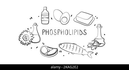 Phospholipids-containing food. Groups of healthy products containing vitamins and minerals. Set of fruits, vegetables, meats, fish and dairy. Stock Vector