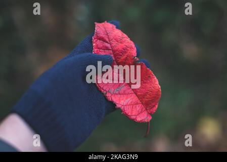 Woman's hand in knit blue glove holding red autumn leaf with copy space Stock Photo