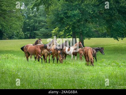 Alert horse herd of various breeds in lush open pasture Stock Photo