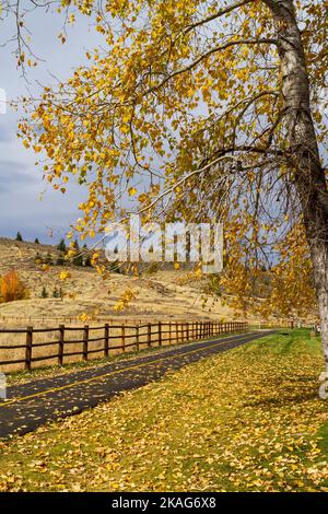 A two-lane bike path in Sun Valley, Idaho, USA, in October, with a hill in the background and a cottonwood tree with yellow leaves. Stock Photo