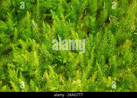 Greenery of Asparagus Fern seedlings grown in greenhouse Stock Photo