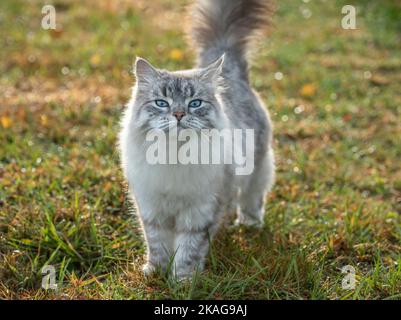 Siberian cat female walks on green grass lawn Stock Photo
