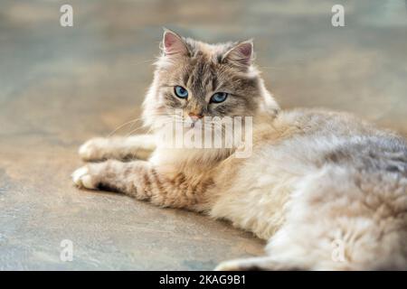 SIberian  cat lying on tile floor Stock Photo