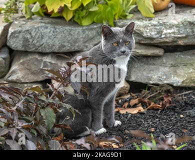 Smokey gray tuxedo cat sitting on stone ledge Stock Photo