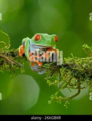Agalychnis callidryas, commonly known as the Red Eyed Tree Frog is native to forests in Mexico, Central America, and northwestern South America. Stock Photo