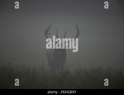Bull Elk Bugles In The Morning Fog Stock Photo