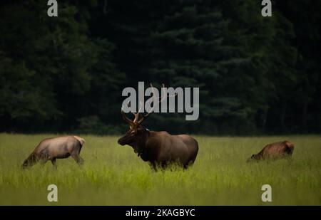 Bull Elk Stands Tall Betwen A Cow And Calf Grazing In Tall Grassy Meadow in the Smokies Stock Photo