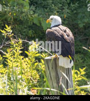 North American Bald Eagle ( Haliaeetus leucocephalus ) Perched On Stump Back Side View Stock Photo