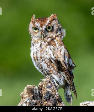 Little Owl ( Athene noctua ) Perced On Stump.  Also known as Owl of Athena and Owl of Minerva Stock Photo
