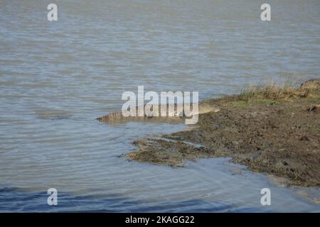 Crocodiles, land monitors, water monitors in Sri Lanka Stock Photo