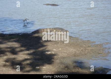 Crocodiles, land monitors, water monitors in Sri Lanka Stock Photo