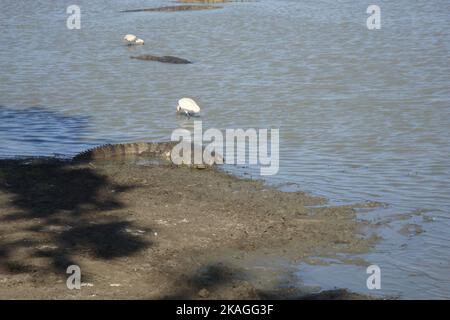 Crocodiles, land monitors, water monitors in Sri Lanka Stock Photo