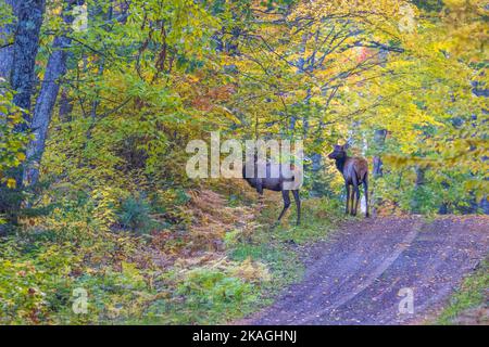 Elk in Clam Lake, Wisconsin. Stock Photo