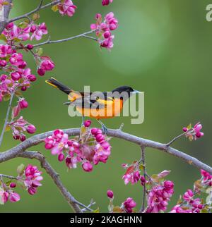 Baltimore oriole in northern Wisconsin. Stock Photo