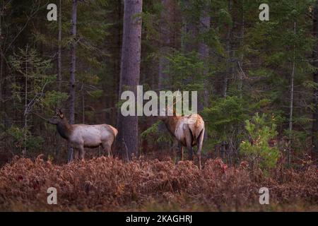 Elk in Clam Lake, Wisconsin. Stock Photo