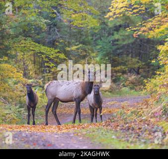 Bull elk in Clam Lake, Wisconsin. Stock Photo