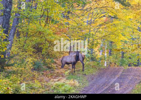 Elk in Clam Lake, Wisconsin. Stock Photo