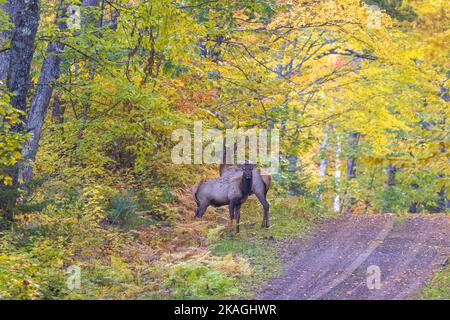 Elk in Clam Lake, Wisconsin. Stock Photo