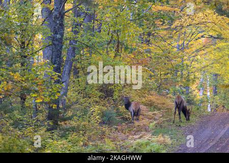 Bull elk in Clam Lake, Wisconsin. Stock Photo