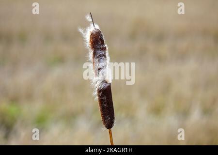 Ripe seedhead of Typha latifolia, also called Bulrush or Common Cattail, in winter. The cottony fluff will disperse by wind. Stock Photo
