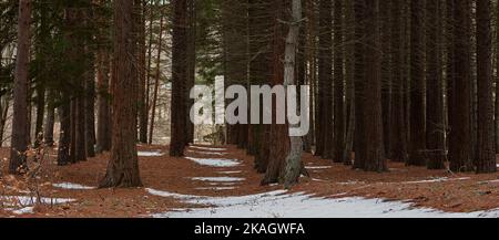 Sequoia forest in winter. A close-up panorama of tree trunks. Brown neutral natural background. Without people. The concept of tourism, hiking and tra Stock Photo