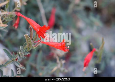 Red flowering raceme inflorescences of Epilobium Canum, Onagraceae, native perennial monoclinous deciduous herb in the San Emigdio Mountains, Autumn. Stock Photo