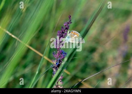 A butterfly on a purple flower and green grass Stock Photo