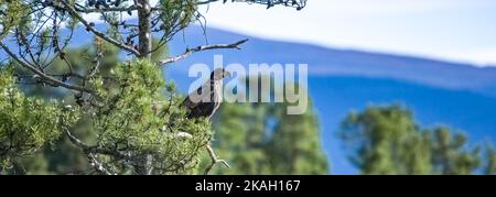A juvenile bald eagle perching on a tree in Alaska, looking for a prey Stock Photo
