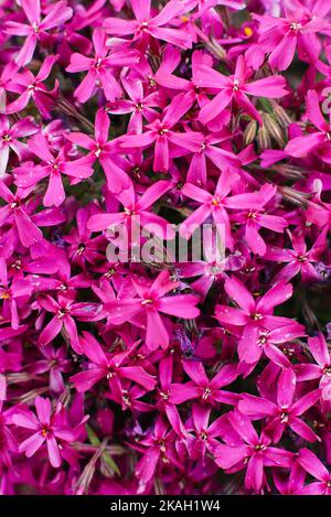 Phlox subulate. Lilac flowers, blooming carpet in a flower bed in the garden. closeup background Stock Photo