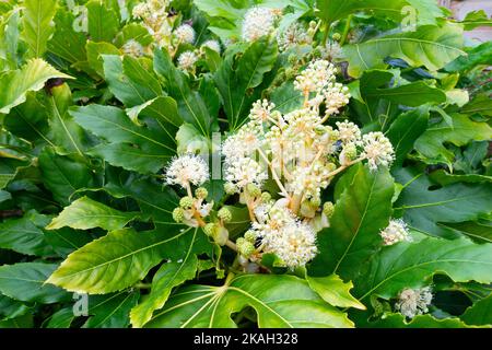 Fatsia japonica (Fatsi) or Japanese Aralia japonica showing flowers detail in a garden in North Yorkshire Stock Photo