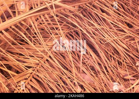 infrared image of the dried oil palm leaf and branches. Stock Photo