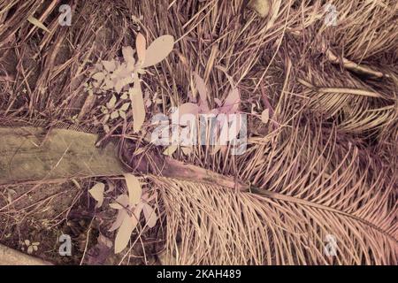 infrared image of the dried oil palm leaf and branches. Stock Photo