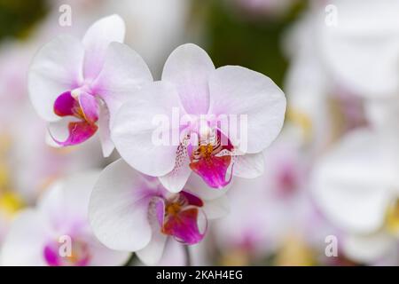 Phalaenopsis orchid flowers in the garden Stock Photo