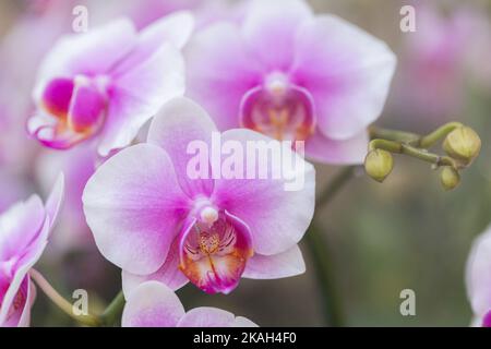 Phalaenopsis orchid flowers in the garden Stock Photo