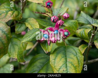 The blue jewel like berries of Clerodendrum trichotomum var. fargesii sent against the slowly colouring autumn foliage Stock Photo