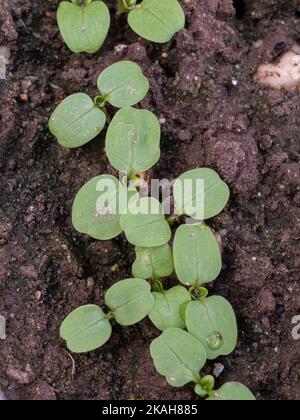 A close up of a newly germinated row of corn salad seedlings with the first true leaves appearing between the cotyledons Stock Photo