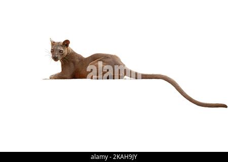 Madagascar fossa, isolated on white background. Top predator, lemur hunter. Portrait, side view. Wild animal, Madagascar Stock Photo