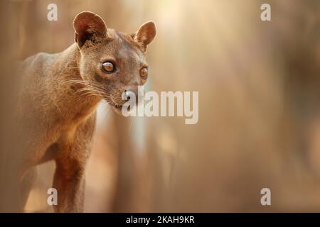Madagascar Fossa male. Detailed photo of apex predator, lemur hunter. Portrait, side view,  backlit blurred background. Shades of brown and orange. En Stock Photo