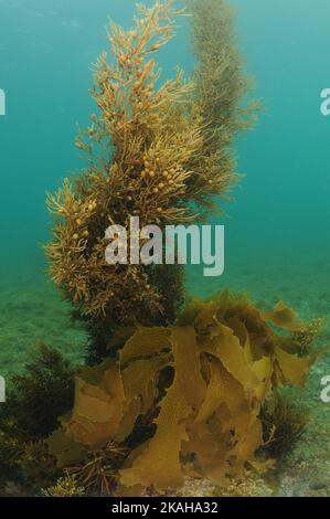 Brown seaweeds with tiny pneumatocysts reaching from flat seafloor to surface in shallow water. Location: Leigh New Zealand Stock Photo