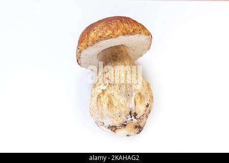 Single fresh autumn Porcini Mushroom isolated on white background Stock Photo