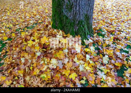Leaves lie on a tree trunk in autumn Stock Photo