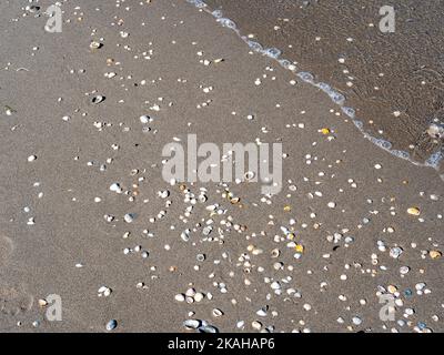 Shells lie on a sandy beach Stock Photo