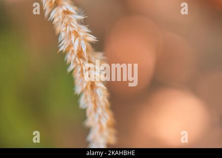 Abstract macro sunset meadow grass warm golden hour sunset sunrise time. Tranquil spring nature closeup and blurred forest background. Idyllic nature Stock Photo