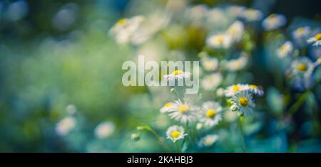 Wild daisy flower meadow grass in the forest at sunset. Macro image, shallow depth of field. Abstract spring summer nature background. Idyllic relax Stock Photo