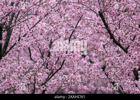 Pink cherry flower in full blossom during spring time with more flowers in the background Stock Photo