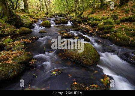 Afon Ysgethin river with white water flowing through a green mossy wood. Stock Photo