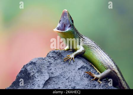 Close-up of an Olive tree skink on a rock, Indonesia Stock Photo