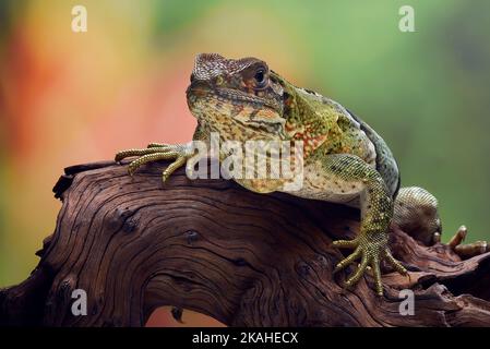 Close-up of a Black spiny tailed iguana on a tree, Indonesia Stock Photo